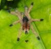 318630 – Photo : Bernard Perthuis – Guyane française